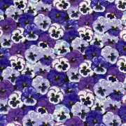 Pansies in Lilac